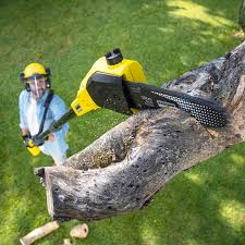 Best Grass Overseeding  in Lakewood, WA