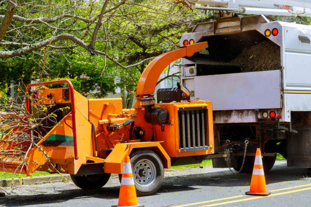 Best Tree Disease Treatment  in Lakewood, WA