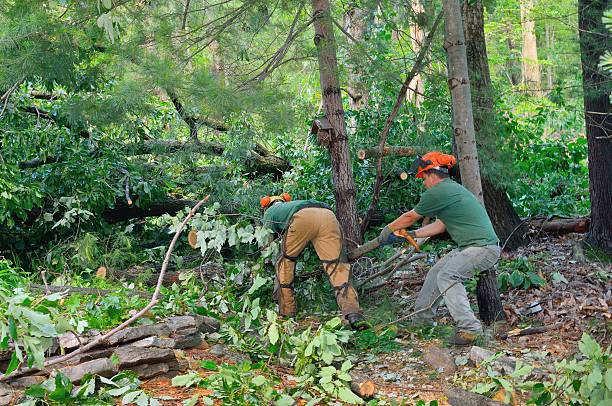 Tree and Shrub Care in Lakewood, WA